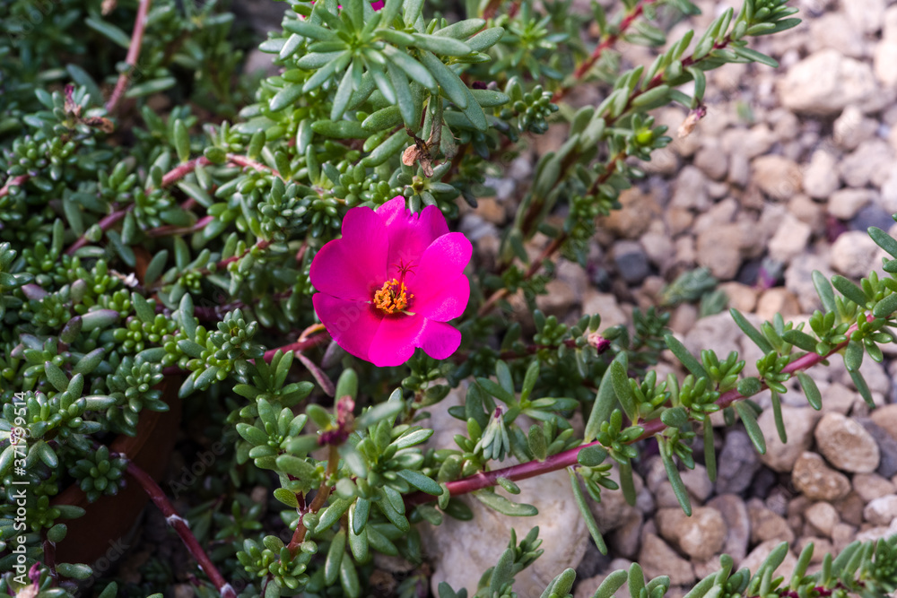 Moss-rose Purslane (Portulaca gilliesii)_Botanical garden KIT Karlsruhe, Baden Wuerttemberg, Germany Moss-rose Purslane (Portulaca gilliesii)_Botanical garden KIT Karlsruhe, Baden Wuerttemberg, Germany