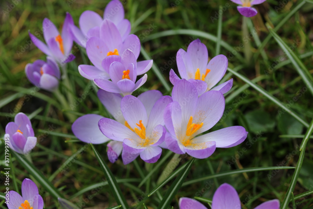 Krokusse mit offener Blüte