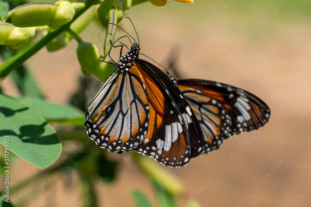 A couple of Common Tiger butterflies resting on the plant A couple of Common Tiger butterflies resting on the plant