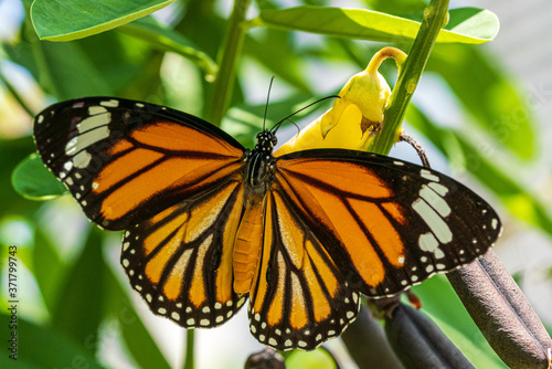 Canvas Print Common Tiger butterfly outspreading its wings