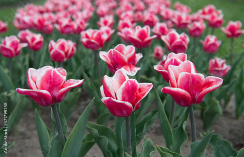 Thinking of ecology. summer field of flowers. gardening and floristics. nature beauty and freshness. Growing tulips for sale. agriculture. tulip blooming in spring. bright tulip flower field