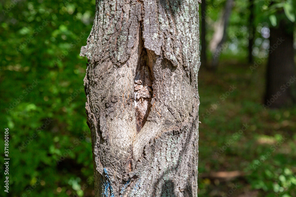 Fototapeta premium The textured surface of the bark of the old perennial deciduous tree