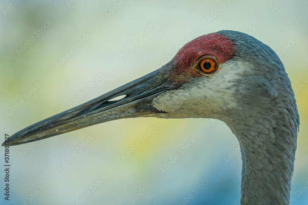 adult sandhill cranes get a close up head shot in the wetlands on a sunny day