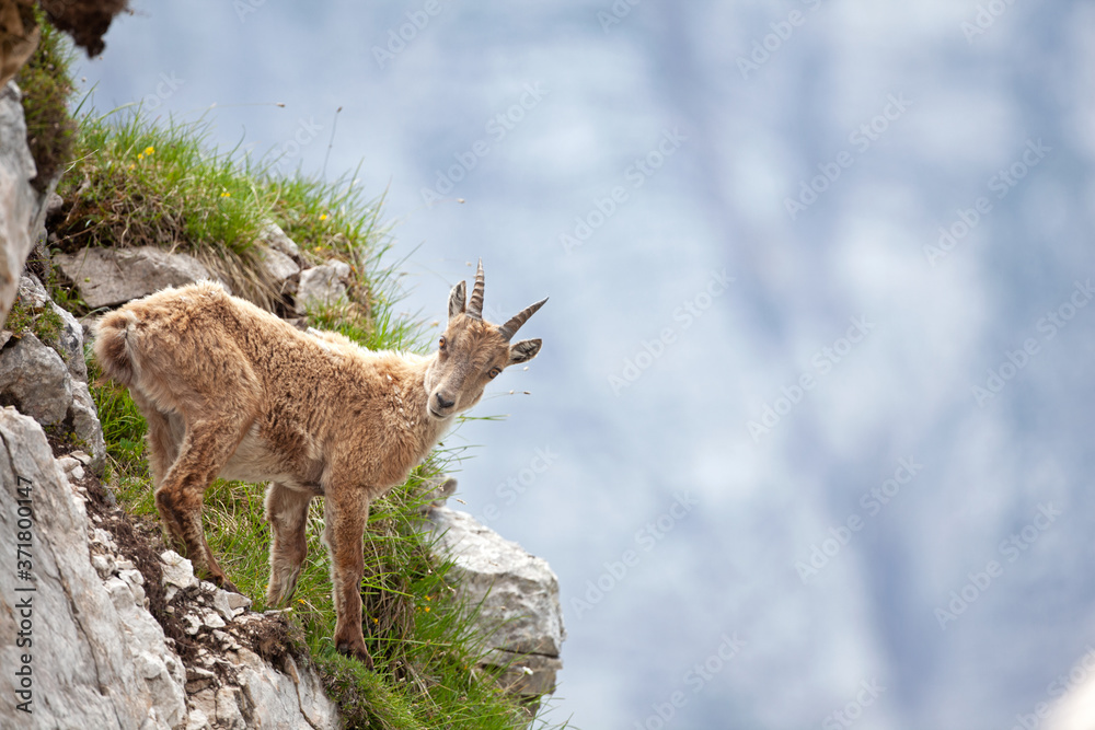 Ibex (Capra ibex) in the mountains. European wildlife nature. Walking in Slovenia. Get close to ibex. Nature in the Triglav National Park. Ibex climb on the rock Ibex (Capra ibex) in the mountains. European wildlife nature. Walking in Slovenia. Get close to ibex. Nature in the Triglav National Park. Ibex climb on the rock