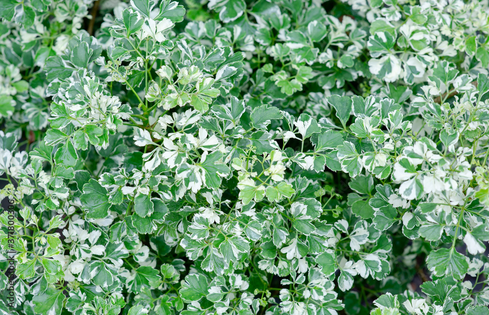 Beautiful white and green leaf background picture Beautiful white and green leaf background picture