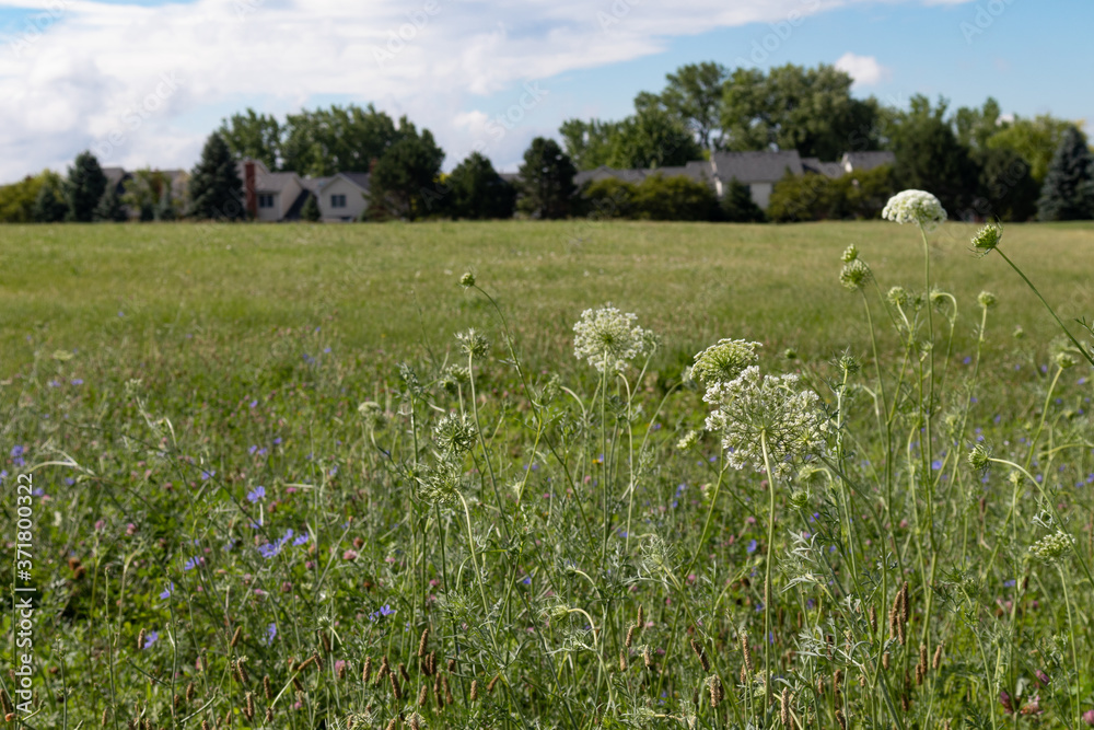 Wild Plants in a Green Grass Field in Suburban Bolingbrook Illinois during Summer with Houses in the Background