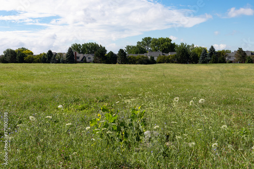 Green Grass Field in Suburban Bolingbrook Illinois during Summer with Houses in the distance