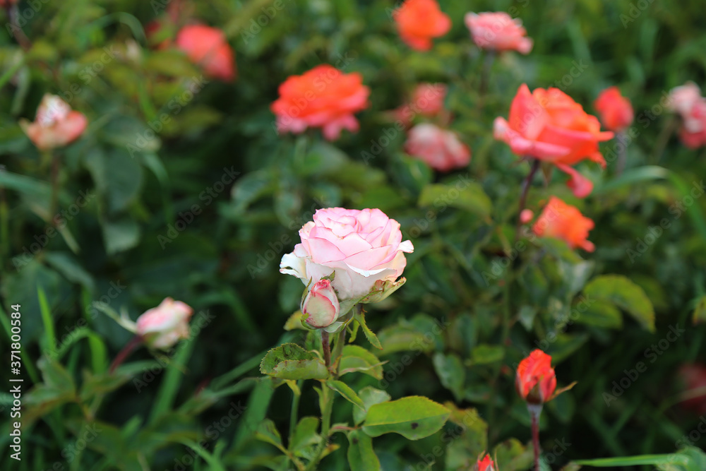 A blooming pink rose. Closed rose Bud. An unopened flower. Flowers in a flower bed. Lots of multicolored colors. Flowering. Summer. A blooming pink rose. Closed rose Bud. An unopened flower. Flowers in a flower bed. Lots of multicolored colors. Flowering. Summer.