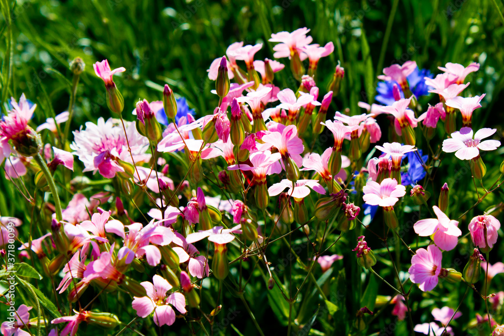 Naklejka premium Schlüsselblumen