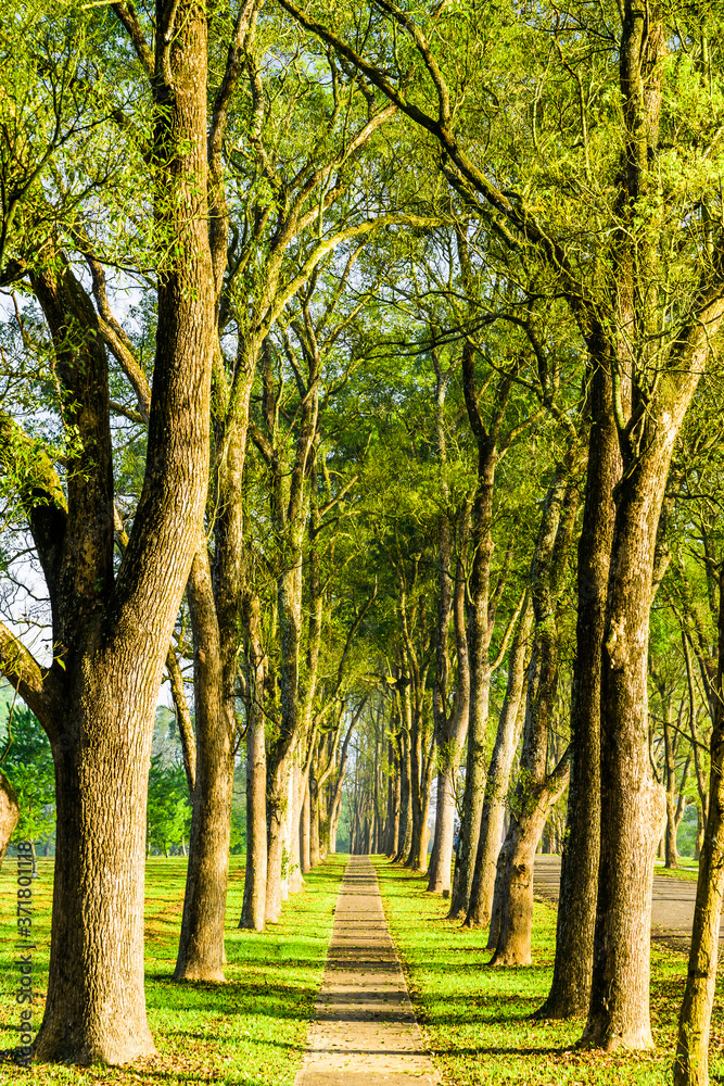 The woods in the park are on both sides of the Asphalt road