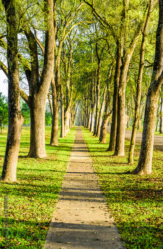 pathway with green trees in the park