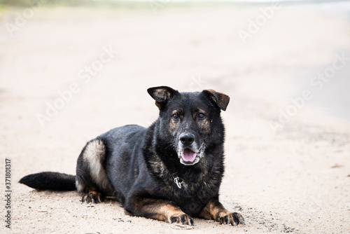 german shepherd dog running and playing on the beach