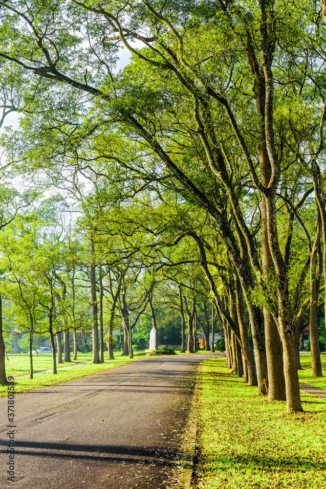 The woods in the park are on both sides of the Asphalt road