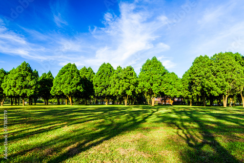 Lush green trees with blue sky as background, fir, and pine trees in Nantou, Taiwan.