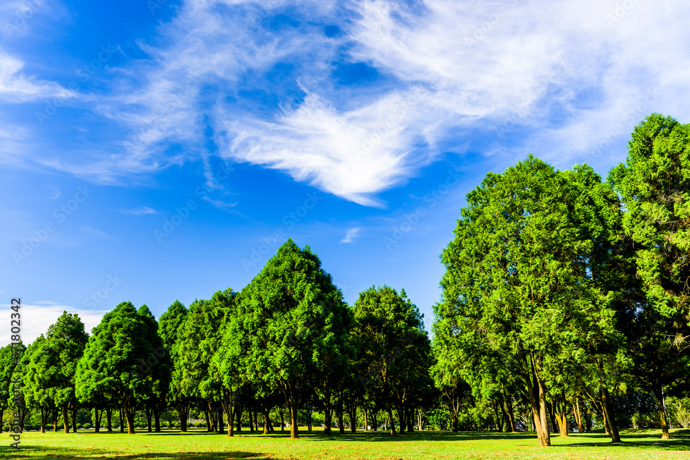 Green tree forest background, fir and pine trees in Nantou, Taiwan. Green tree forest background, fir and pine trees in Nantou, Taiwan.
