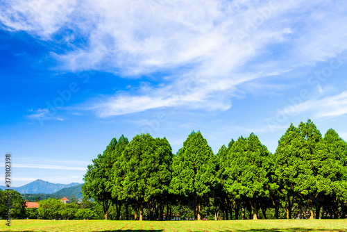 Lush green trees with blue sky as background, fir, and pine trees in Nantou, Taiwan.