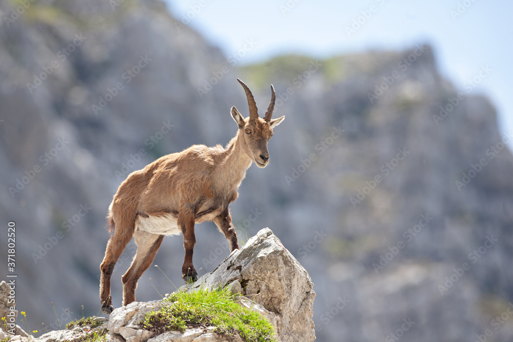Ibex (Capra ibex) in the mountains. European wildlife nature. Walking in Slovenia. Get close to ibex. Nature in the Triglav National Park. Ibex climb on the rock