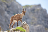 Ibex (Capra ibex) in the mountains. European wildlife nature. Walking in Slovenia. Get close to ibex. Nature in the Triglav National Park. Ibex climb on the rock