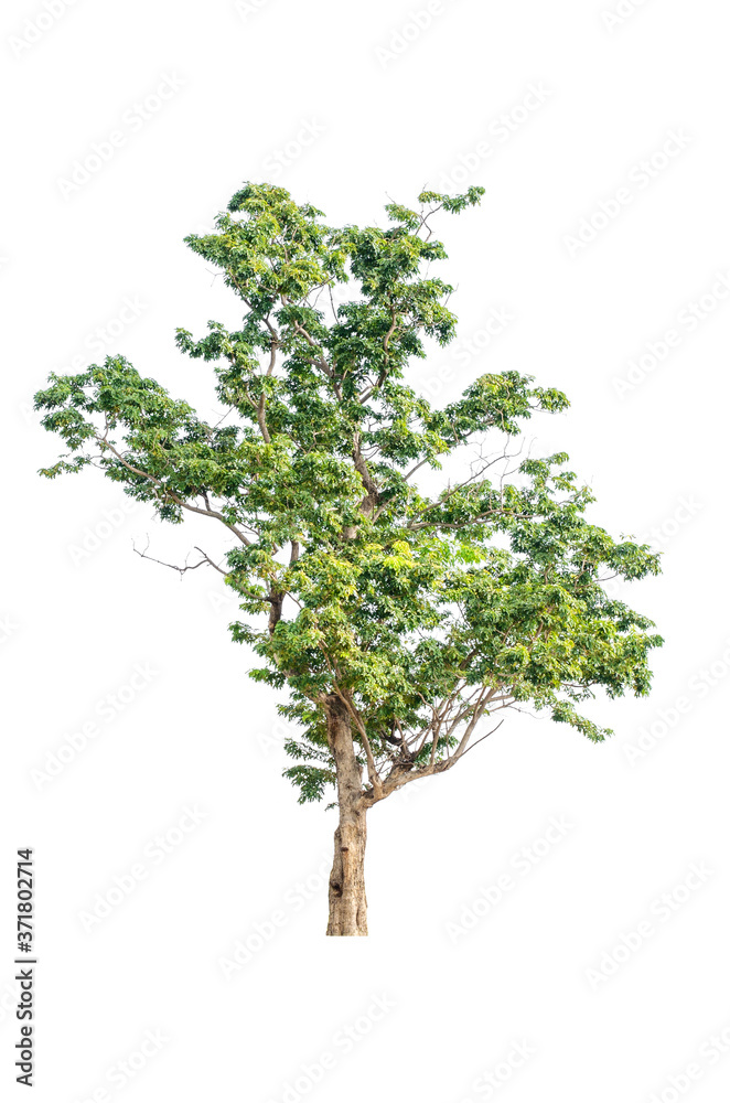a big tree beautiful green leaves and branch isolated on white background cut out with clipping path.