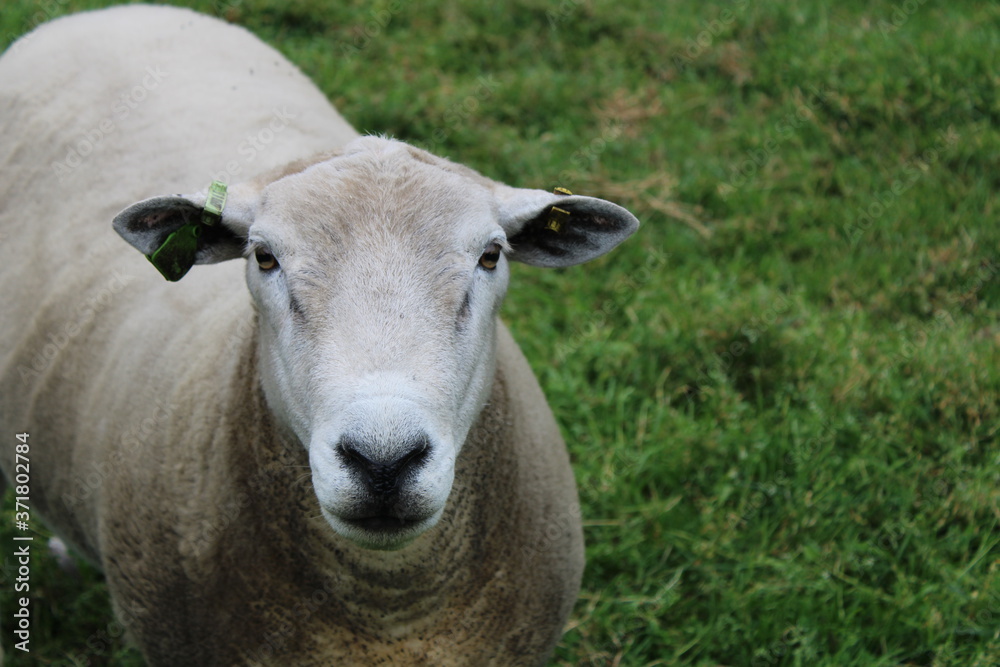 sheep at meanwood valley urban farm leeds west yorkshire sheep at meanwood valley urban farm leeds west yorkshire