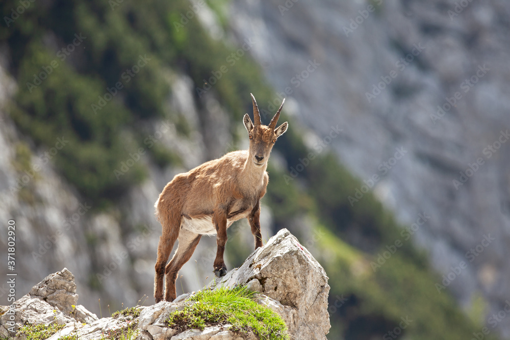 Ibex (Capra ibex) in the mountains. European wildlife nature. Walking in Slovenia. Get close to ibex. Nature in the Triglav National Park. Ibex climb on the rock Ibex (Capra ibex) in the mountains. European wildlife nature. Walking in Slovenia. Get close to ibex. Nature in the Triglav National Park. Ibex climb on the rock