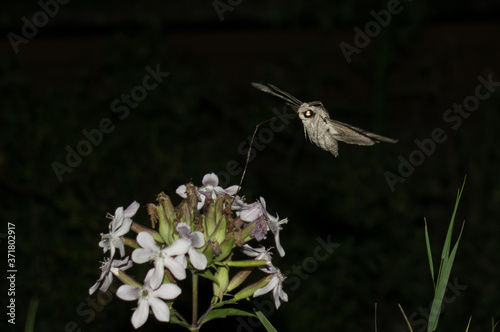 Moth in flight at night - Sphinx moth - with long horn collects flower nectar photo