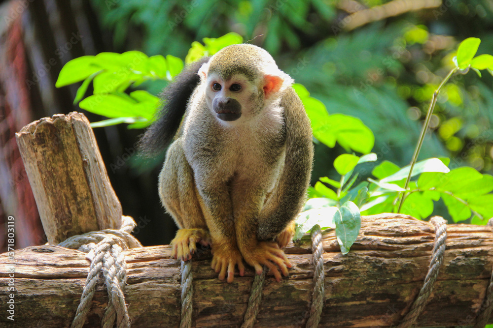 Fototapeta premium Squirrel monkey