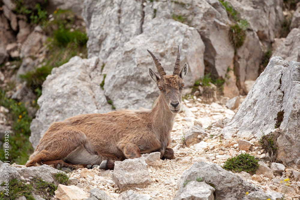 Ibex (Capra ibex) in the mountains. European wildlife nature. Walking in Slovenia. Get close to ibex. Nature in the Triglav National Park. Ibex climb on the rock Ibex (Capra ibex) in the mountains. European wildlife nature. Walking in Slovenia. Get close to ibex. Nature in the Triglav National Park. Ibex climb on the rock