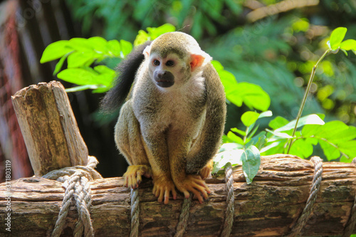 Squirrel monkey photo