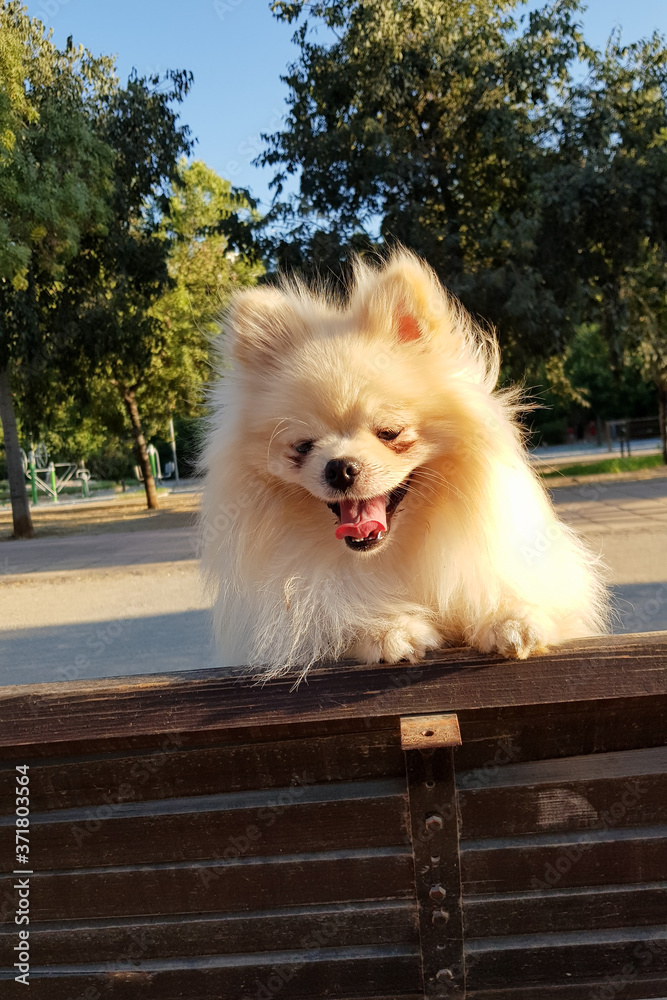 Fluffy cute little Pomeranian dog looks at you and smiles