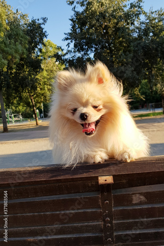 Obraz na płótnie Fluffy cute little Pomeranian dog looks at you and smiles w salonie