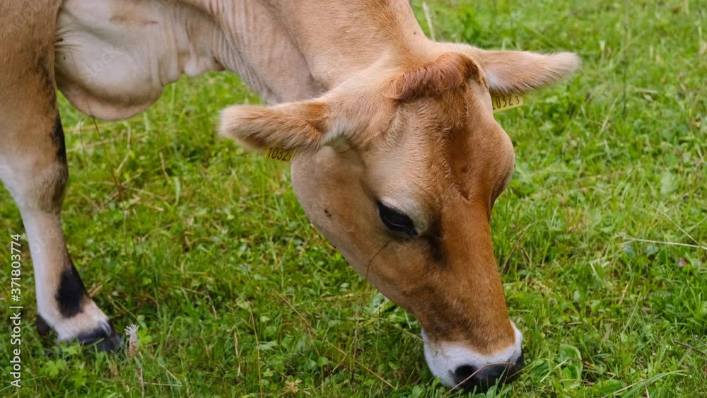 beautiful plump brown cow without horns appetizingly chewing grass in a green pasture, juicy grass in an alpine meadow in switzerland, the concept of animal husbandry, dairy production beautiful plump brown cow without horns appetizingly chewing grass in a green pasture, juicy grass in an alpine meadow in switzerland, the concept of animal husbandry, dairy production