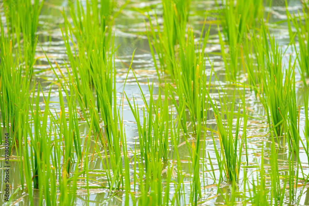 selective focus of recently grown rice plants selective focus of recently grown rice plants