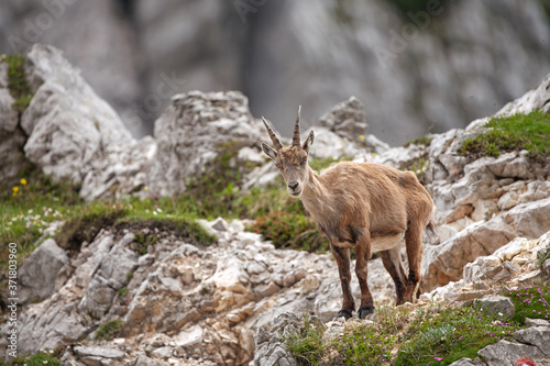 Ibex  Capra ibex  in the mountains. European wildlife nature. Walking in Slovenia. Get close to ibex. Nature in the Triglav National Park. Ibex climb on the rock