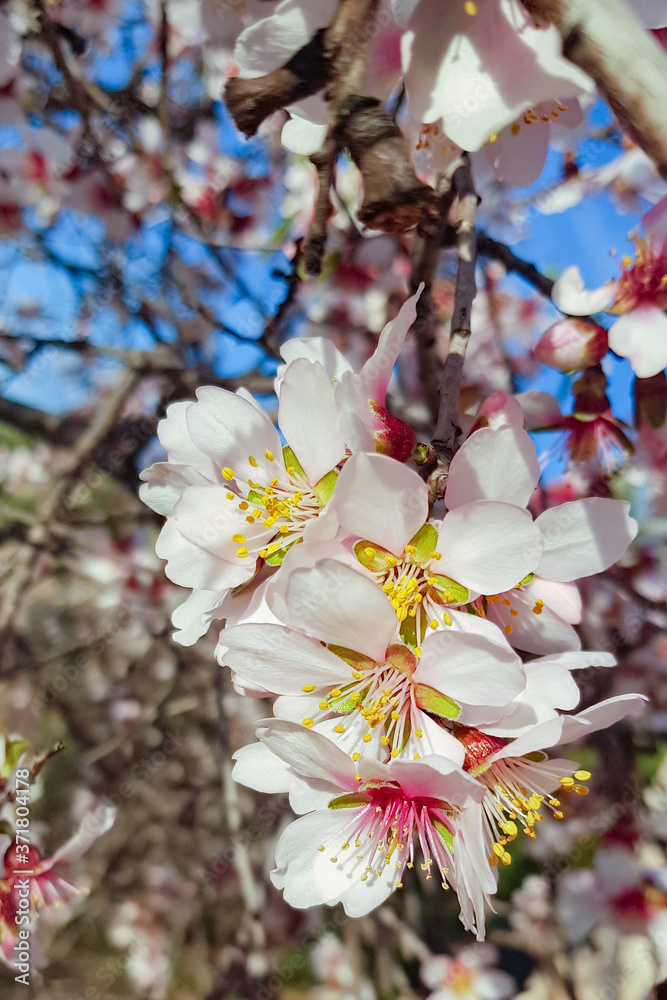 Buds close up. Blossoming almond flower in springtime. Flower on tree