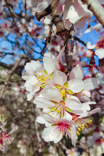 Obraz na płótnie Buds close up. Blossoming almond flower in springtime. Flower on tree w salonie