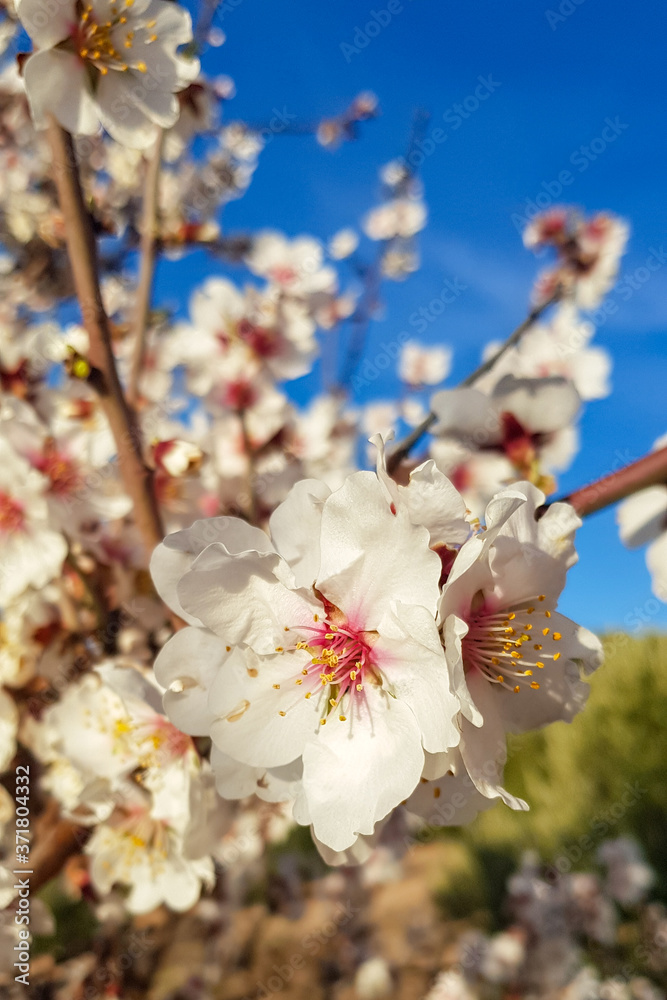 Blossoming almond flower in springtime. Macro. Flower on tree