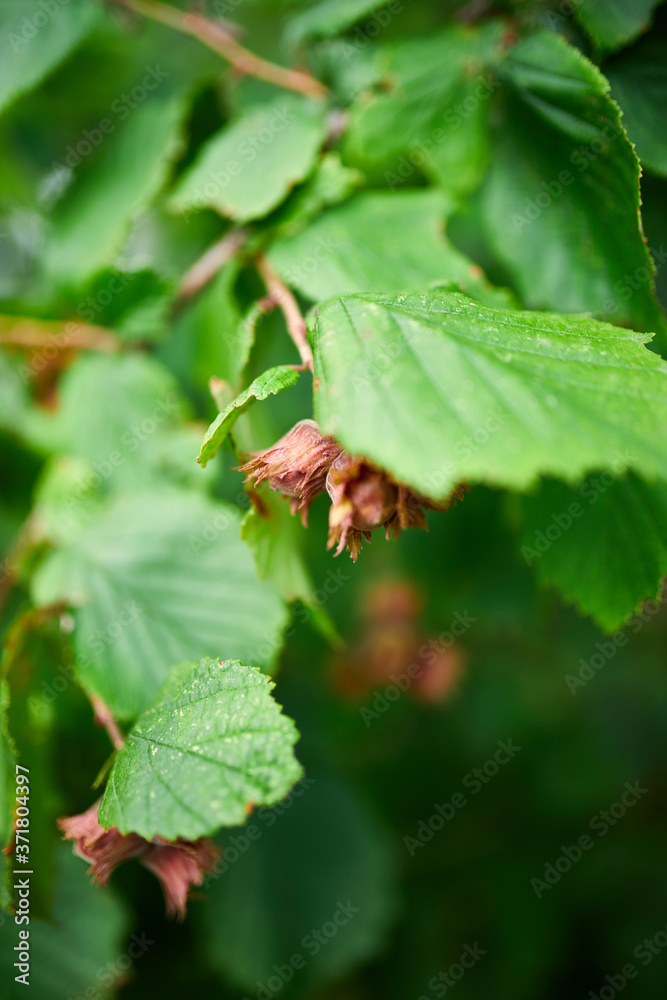Hazelnuts are growing on the tree or bush, outdoor, autumn harvest. Copy space. Hazelnuts are growing on the tree or bush, outdoor, autumn harvest. Copy space.