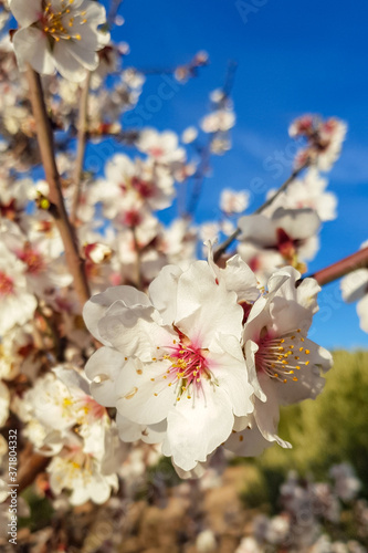 Obraz na płótnie Blossoming almond flower in springtime. Macro. Flower on tree w salonie