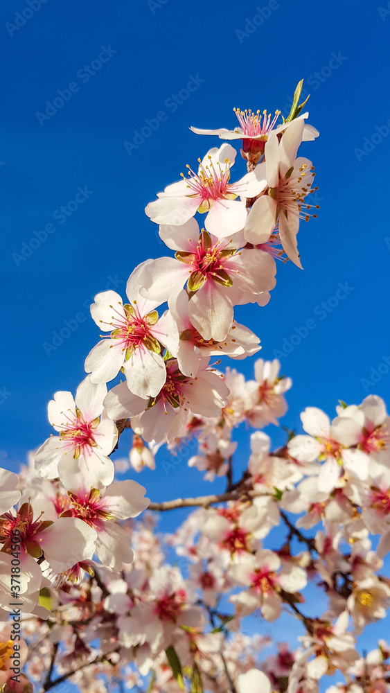 Fresh almond flowers and blue sky. A lot of flowers