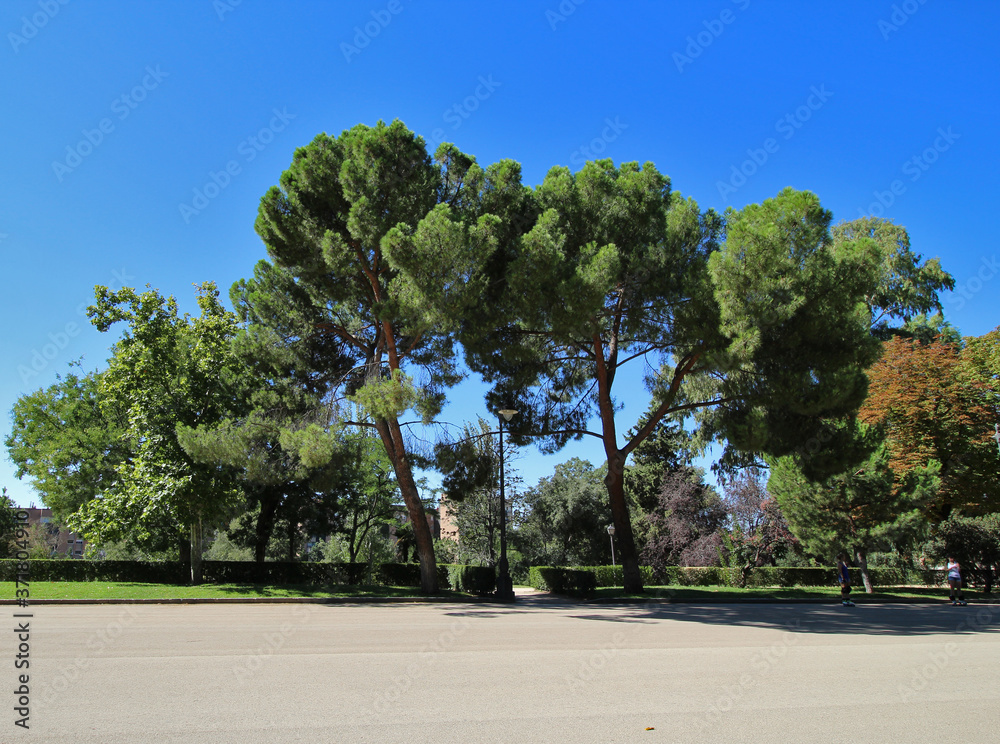 The beautiful trees at El Retiro Park attracts lots of tourists in Madrid, Spain. The beautiful trees at El Retiro Park attracts lots of tourists in Madrid, Spain.