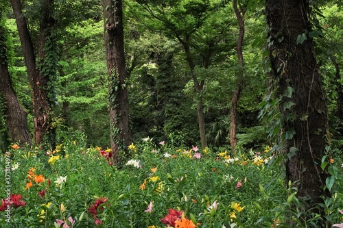 So many colorful lily flowers are blooming beautifully under blue sky at garden. Saitama Japan.