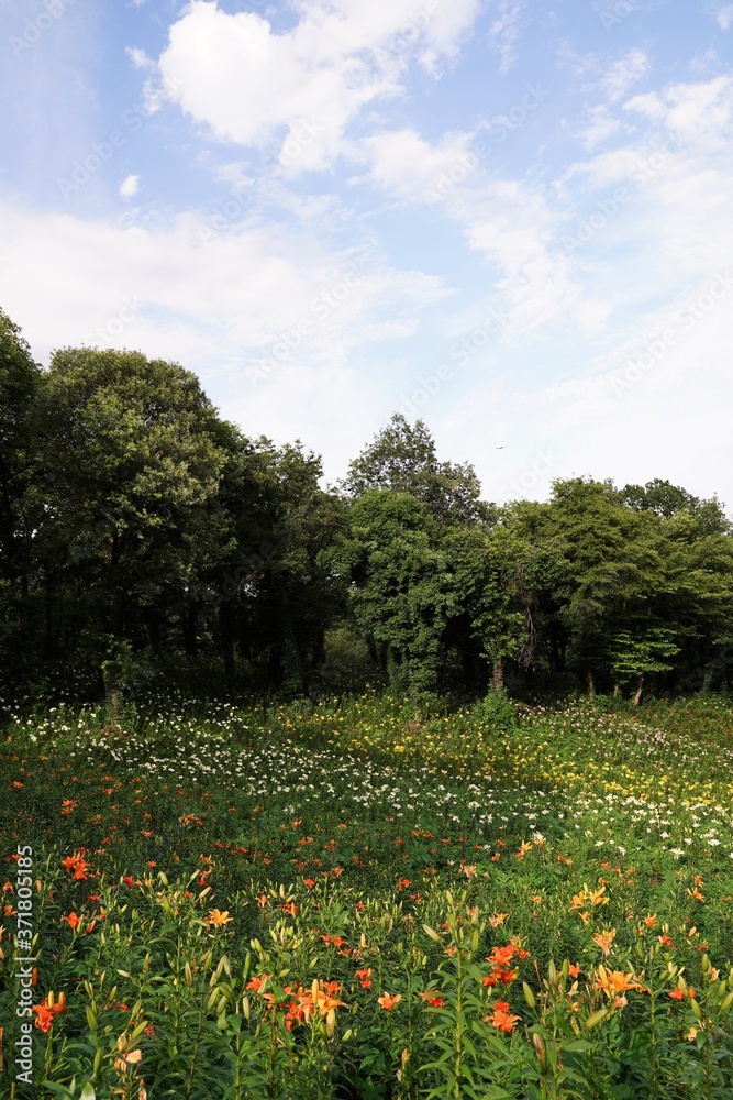 So many colorful lily flowers are blooming beautifully under blue sky at garden. Saitama,Japan. So many colorful lily flowers are blooming beautifully under blue sky at garden. Saitama,Japan.