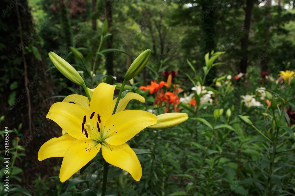 Obraz premium Orange and other colorful lily flowers are blooming beautifully at garden. Saitama,Japan.