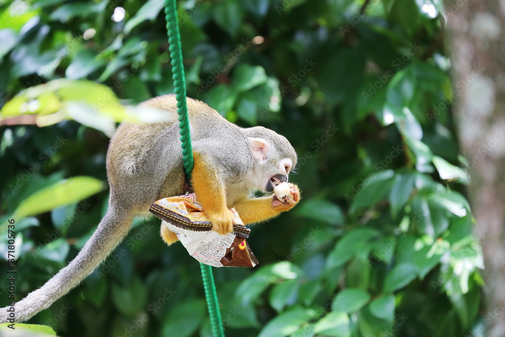 Obraz premium 人のおやつを食べるリスザル