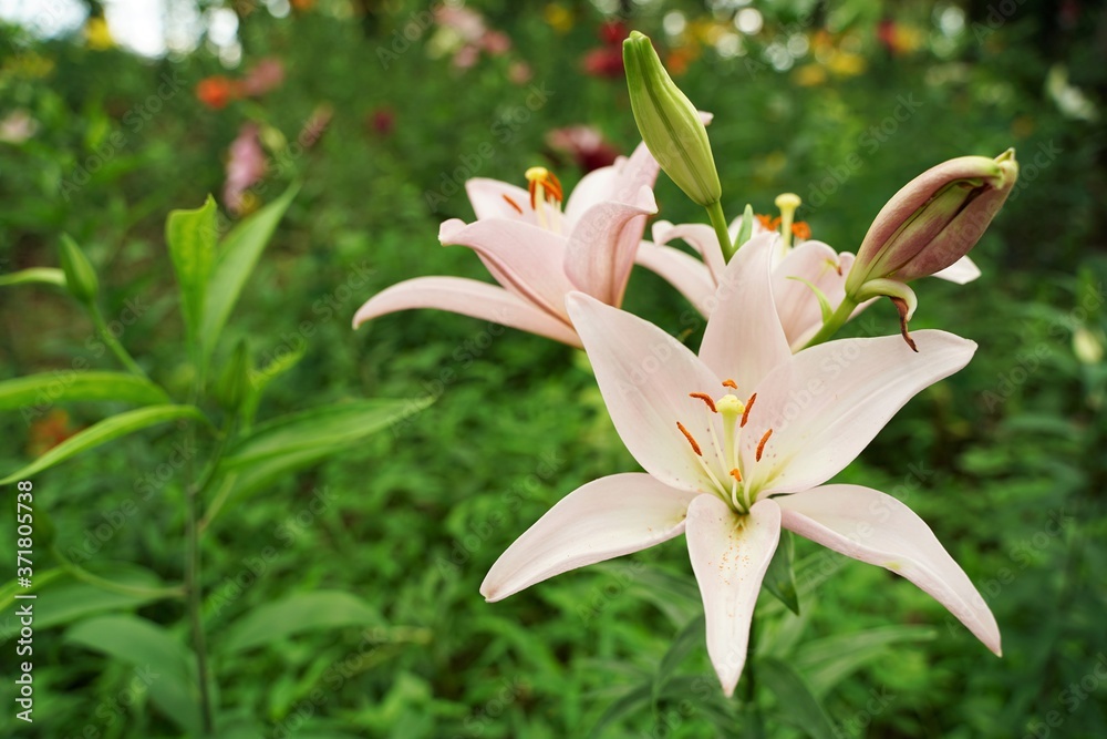 Obraz premium Pink and so many other colorful lily flowers are blooming beautifully at garden. Saitama,Japan.
