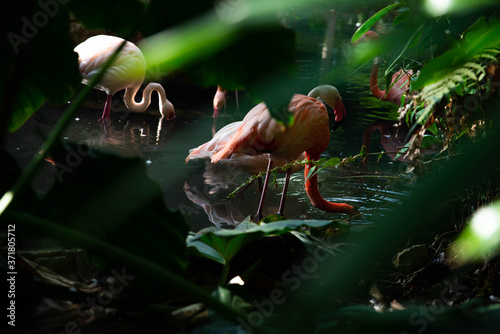 Un flamant rose à travers des plantes