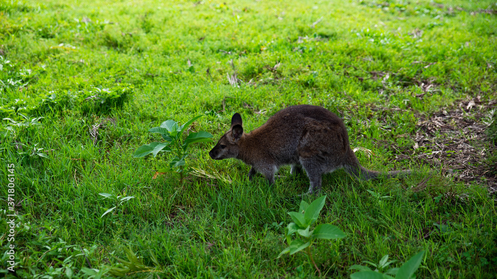 Un petit wallaby dans l'herbe