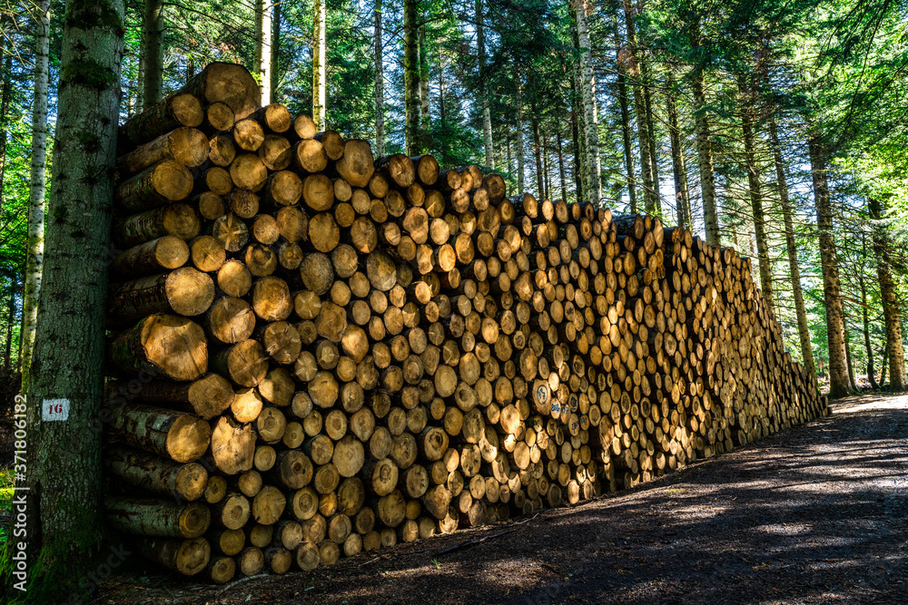 promenade en forêt le matin, billes de bois