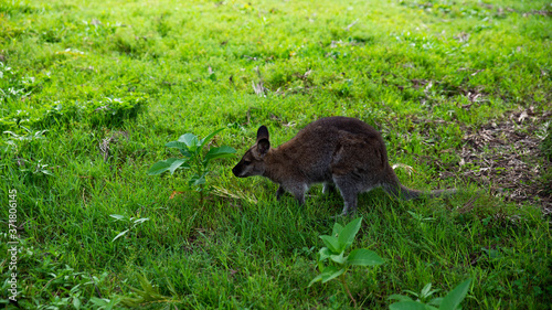 Un petit wallaby dans l'herbe